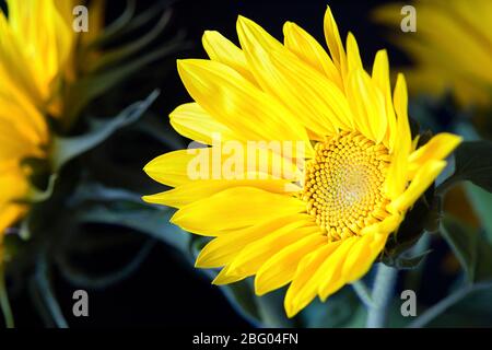 Abstrakte schöne grüne Sonnenblumenbesen, die sich in der Nähe des Makros entwickeln, über verschwommenen Sonnenblumen Hintergrund als Symbol oder Konzept für die Produktion von vegeta Stockfoto