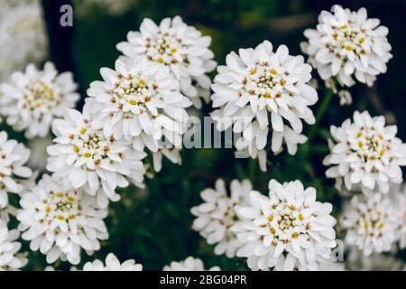 Iberis sempervirens weiß blühende Pflanze immergrüne Candytuft oder mehrjährige Candytuft. Frühling weiße Iberis Blüten. Stockfoto