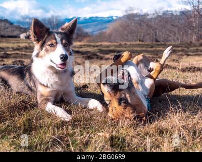 Dog Border collie Flieder auf dem Gras mit schneebedeckten Bergen hinter in den pyrenäen orientales, Frankreich Stockfoto