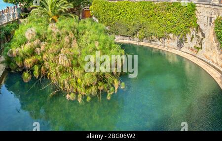 Brunnen von Arethusa (Fonte Aretusa) mit wachsenden Papyrus-Pflanzen auf der Insel Ortygia. Syrakus, Sizilien, Italien Stockfoto