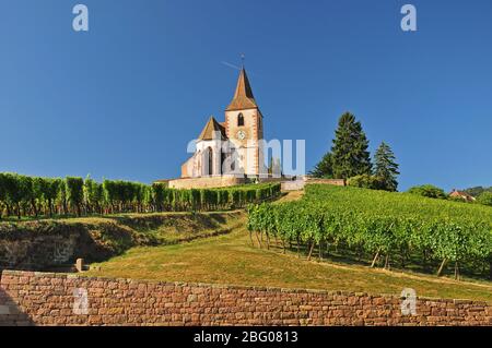 Kirche Saint-Jacques-le-Majeur in den Weinbergen von Hunawihr im Elsass, Frankreich, Europa Stockfoto