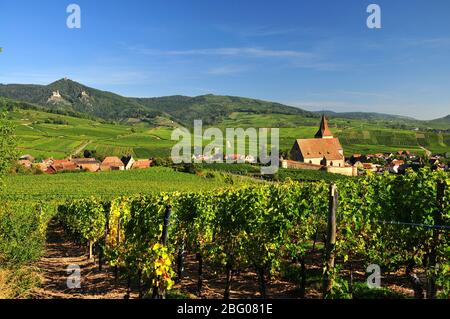 Kirche Saint-Jacques-le-Majeur in den Weinbergen von Hunawihr im Elsass, Frankreich, Europa Stockfoto