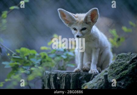 Fennek (Wüstenfuchs Vulpes zerda) Stockfoto