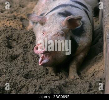 Bunte Bentheimer Schwein, Bentheimer Landschwein Stockfoto