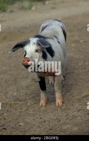 Bunte Bentheimer Schwein, Bentheimer Landschwein Stockfoto