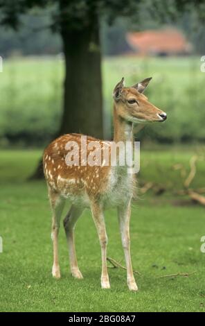 Damwild weiblich, Kalb Stockfoto