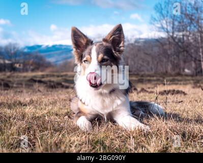 Dog Border collie Flieder auf dem Gras mit schneebedeckten Bergen hinter in den pyrenäen orientales, Frankreich Stockfoto