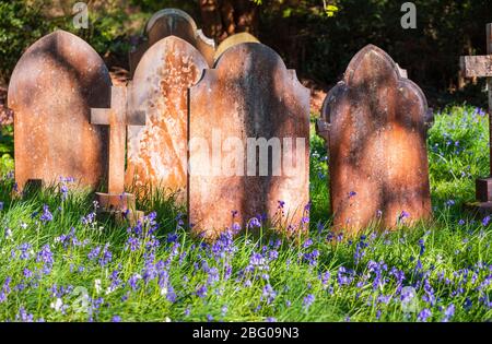 Grabsteine im Kirchhof von St John's Church, St John's, Diözese Guildford, Woking, Surrey, England im Frühjahr mit englischen Bluebells in Blüte Stockfoto