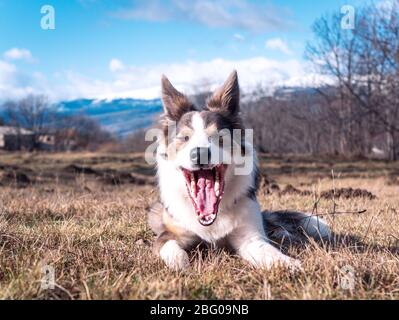 Border Collie Gähnen mit Schneeberg hinter in den pyrenäen orientales, Frankreich Stockfoto