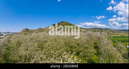 Dron Luftaufnahme, Schloss Ortenberg im Frühling, Ortenberg, Schwarzwald, Baden-Württemberg, Deutschland, Europa Stockfoto