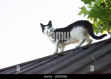 Schwarz-weiße Katze auf dem Dach eines Gartenschuppen isoliert auf weißem Hintergrund Stockfoto