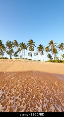 Tropischer Strand mit Palmen und blauem Himmel, vom Wasser bei Sonnenuntergang gesehen. Stockfoto