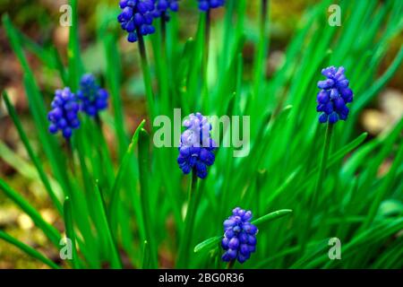 GESCHLOSSENE GLOCKENBLUMEN Stockfoto