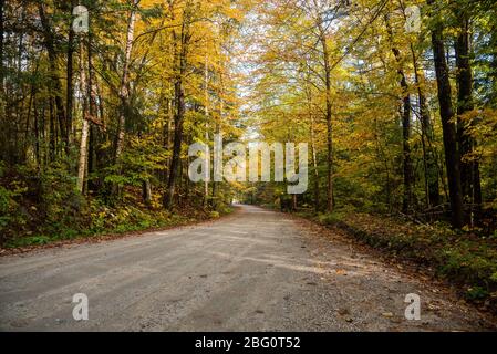 Schöne kurvenreiche unbefestigte Straße durch einen Wald an einem Herbstmorgen. Atemberaubende Herbstfarben. Stockfoto