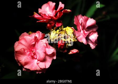 Schöne Blumen in lebendigen Farben mit hellen erstaunlichen Farben für Kunst oder Hintergrund Bildschirmschoner Spaß aufgenommen. Stockfoto