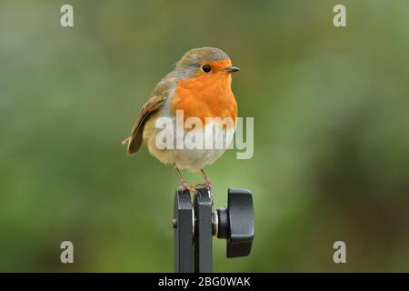 Europäischer Rotkehlchen Erithacus rubecula Porträt Stockfoto