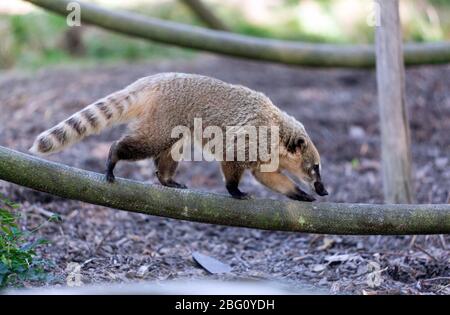 Nahaufnahme eines Brown Noed Coati, im Wingham Wildlife Park, Kent Stockfoto