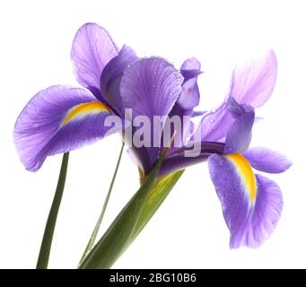 Lila Iris Blume, isoliert auf weiß Stockfoto