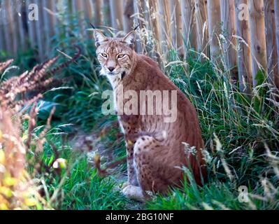 Nahaufnahme eines eurasischen Luchses im Wingham Wildlife Park, Kent Stockfoto