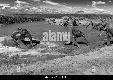 Eine Brutherde von Elefanten Loxodonta Africana am frühen Morgen an einem Wasserloch trinken und baden im Addo Elephant National Park, Südafrika Stockfoto