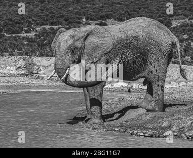 Ein einbäntiger Elefantenbulle Loxodonta Africana am frühen Morgen bei einem Damm, der sich mit Wasser besprüht in Addo Elephant National Park, Südafrika Stockfoto