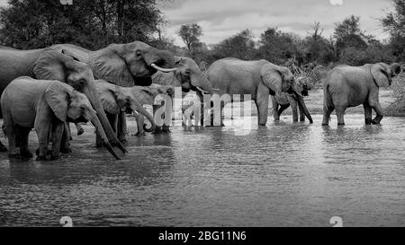 Eine ruhige Szene einer Brutherde von Elefanten Loxodonta Africana Trinkwasser Kruger National Park, Südafrika Stockfoto