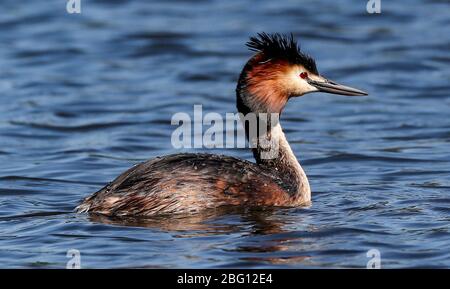 Ein großer Haubengrebe auf dem See im Sefton Park, Liverpool, während Großbritannien weiterhin in der Sperre bleibt, um die Ausbreitung des Coronavirus einzudämmen. PA-Foto. Bilddatum: Montag, 20. April 2020. Siehe PA Geschichte GESUNDHEIT Coronavirus. Foto-Kredit sollte lauten: Peter ByrnePA Wire Stockfoto