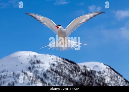 Seeschwalbe auf dieser Seite ein verschneiten Hügel im Frühjahr. Strahlend blauer Himmel. Stockfoto