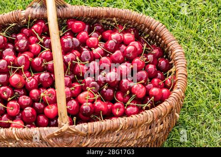 Weidenkorb auf dem Gras gelegt und mit schönen roten Kirschen gefüllt Stockfoto