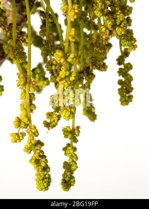 Nahaufnahme des Windes bestäubte Frühlingsblumen der Stieleiche, Quercus robur, auf weißem Hintergrund Stockfoto