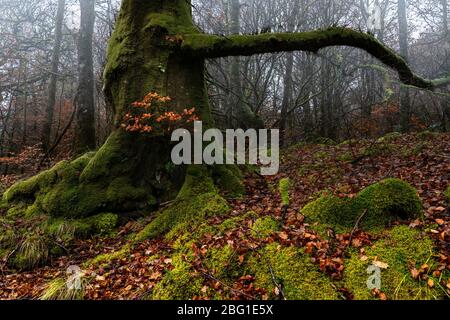 Neblige Herbstbuchenwaldszene mit der Basis eines alten Baumes mit neuem Wachstum an seiner Basis, umgeben von einem Teppich aus gefallenen Blättern und Moos, Großbritannien Stockfoto