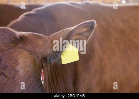 Landwirtschaft Tier krank. Kuhporträt, Rindfleisch. Milchkine. Ohranhänger und Etikett Stockfoto