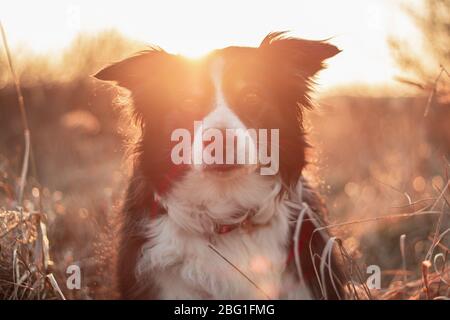 Schwarz-Weiß-Rand Collie Posen für Portrait im Freien in Landschaft mit Sonnenuntergang hinter Stockfoto