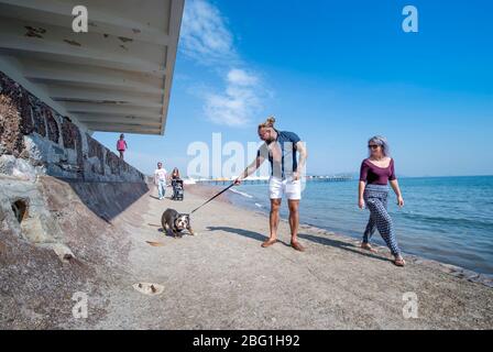 Hundewanderer auf der Paignton Seafront während der Coronavirus-Sperre, Großbritannien Stockfoto