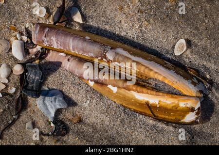 Stillleben von einer Rasiermuschel Muschel Muschel und anderen Fragmenten und kleinen Muscheln an der Küste von Jersey Stockfoto