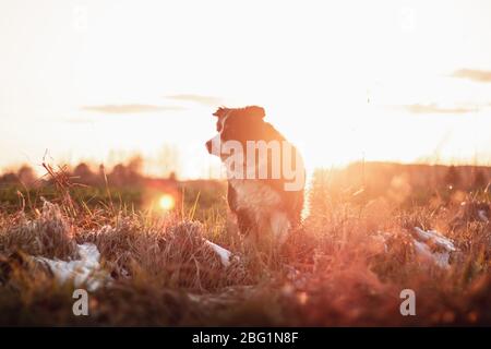 Schwarz-weiß Hundeband Collie bleiben auf Gras. Sonnenuntergang. Herbst Stockfoto