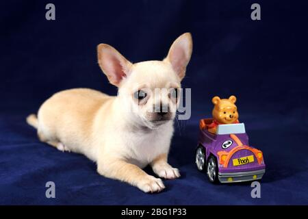 Chihuahua Porträt mit Winnie dem Pooh Stockfoto