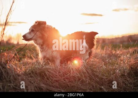 Rote Hundebordüre Collie liegt im Sonnenlicht Stockfoto