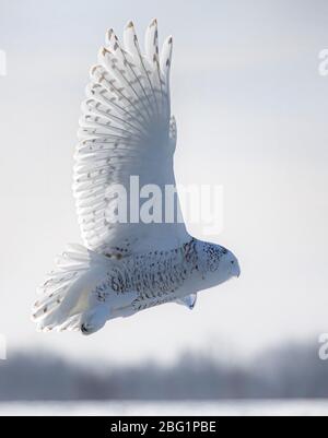 Schnee-Eule, die auf der Flugjagd über ein schneebedecktes Feld in Ottawa, Kanada, antreten Stockfoto