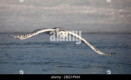 Schnee-Eule, die auf der Flugjagd über ein schneebedecktes Feld in Ottawa, Kanada, antreten Stockfoto