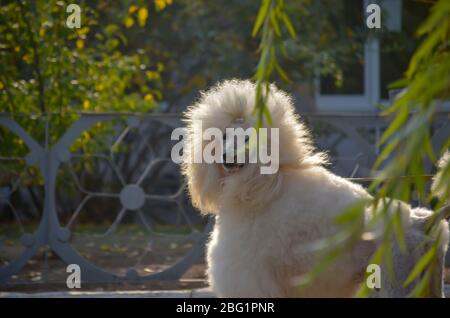 Royal White Pudel. Ein schöner Hund schaut mit Interesse von hinter Ästen einer Trauerweide auf die Kamera. Haustier während eines Spaziergangs an einem sonnigen Tag. Sele Stockfoto