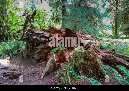 Der Hall of Mosses Trail im Hoh Rain Forest des Olympic National Park ist gesäumt von alten Bäumen, meist bigleaf Ahorn und Sitka Fichten in Mo drapiert Stockfoto