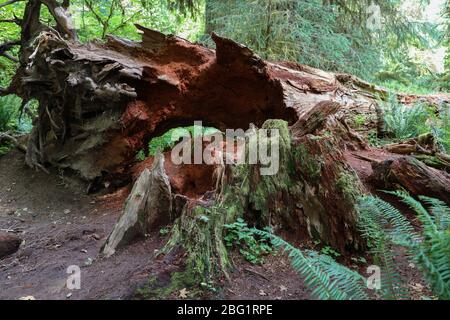 Der Hall of Mosses Trail im Hoh Rain Forest des Olympic National Park ist gesäumt von alten Bäumen, meist bigleaf Ahorn und Sitka Fichten in Mo drapiert Stockfoto