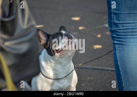 Die französische Bulldogge sitzt draußen. Das Haustier sitzt auf dem Boden und schaut vorsichtig auf den Besitzer. Liebe zu den Tieren. Seitenansicht. Stockfoto