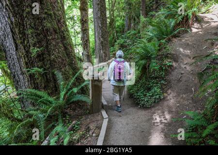 Der Hall of Mosses Trail im Hoh Rain Forest des Olympic National Park ist gesäumt von alten Bäumen, meist bigleaf Ahorn und Sitka Fichten in Mo drapiert Stockfoto
