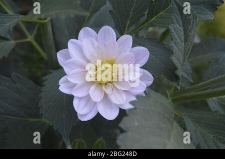 Wunderschöne Nahaufnahme einer blühenden weißen und blassrosa Dahlienblume, umgeben von tiefgrünem Laub in einem Garten. Stockfoto