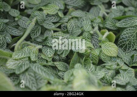 Ein dichter, leuchtend grüner Teppich aus Fittonia-Nervenpflanzen mit komplizierten weißen Mosaikvenenmustern auf ihren zarten Blättern. Stockfoto