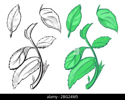 Handgezeichnete Skizze von Pfefferminze - Minzsilhoutte und bunten Blättern auf weißem Hintergrund. Vektorgrafik Stock Vektor