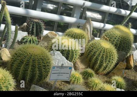Große goldene Kaktuspflanzen wachsen zwischen Felsen und Kies in einem hellen Gewächshaus. Stockfoto