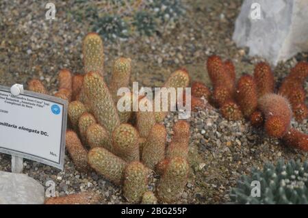Mammillaria elongata-Kaktuspflanzen, die in einem felsigen Boden im Gewächshaus eines botanischen Gartens wachsen. Stockfoto